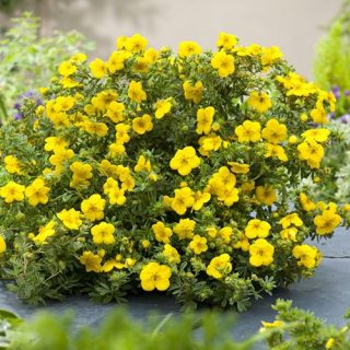 Жёлтый сорт «Белла Линдси» (Potentilla fruticosa 'Bella Lindsey') Жёлтый сорт «Белла Линдси» (Potentilla fruticosa 'Bella Lindsey')