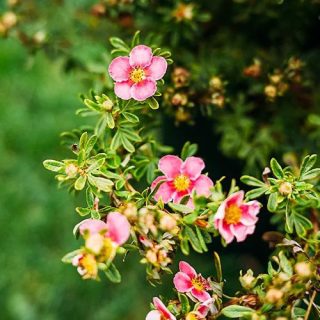 Ярко-розовый сорт «Белла Роза» (Potentilla fruticosa 'Bella Rosa') Ярко-розовый сорт «Белла Роза» (Potentilla fruticosa 'Bella Rosa')