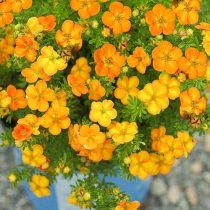 Ярко-оранжевый сорт «Белла Соль» (Potentilla fruticosa 'Bella Sol') Ярко-оранжевый сорт «Белла Соль» (Potentilla fruticosa 'Bella Sol')