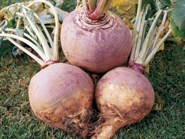 Забытая многими брюква – крупный, неприхотливый, лёжкий и вкусный корнеплод