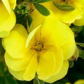 Жёлтый сорт «Дабл Панч Голд» (Potentilla fruticosa 'Double Punch Gold') Жёлтый сорт «Дабл Панч Голд» (Potentilla fruticosa 'Double Punch Gold')