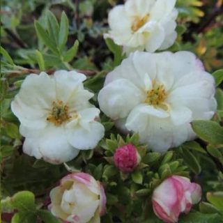 Белый с розовой окантовкой сорт «Дабл Панч Крим» (Potentilla fruticosa 'Double Punch Cream') Белый с розовой окантовкой сорт «Дабл Панч Крим» (Potentilla fruticosa 'Double Punch Cream')