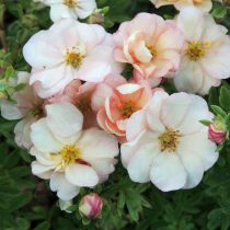 Персикового цвета сорт «Дабл Панч Пастель» (Potentilla fruticosa 'Double Punch Pastel') Персикового цвета сорт «Дабл Панч Пастель» (Potentilla fruticosa 'Double Punch Pastel')
