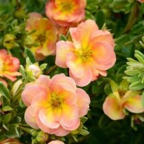 Лососёвый с жёлтым сорт «Дабл Панч Пич» (Potentilla fruticosa 'Double Punch Peach') Лососёвый с жёлтым сорт «Дабл Панч Пич» (Potentilla fruticosa 'Double Punch Peach')