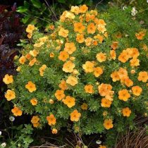 Оранжевый сорт «Дабл Панч Танго» (Potentilla fruticosa 'Double Punch Tango') Оранжевый сорт «Дабл Панч Танго» (Potentilla fruticosa 'Double Punch Tango')