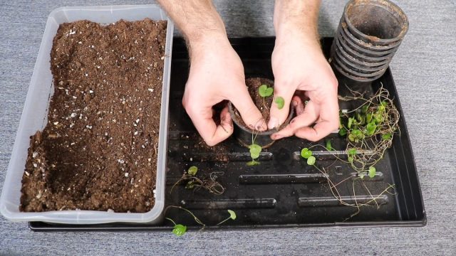 Размножить дихондру можно и вегетативным способом, заготовив посадочного материала после очередной обрезки. Черенки укореняют в воде или сразу в субстрате, который должен быть постоянно влажным.