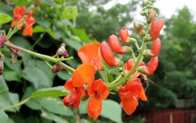 Фасоль огненно-красная (Phaseolus coccineus), или фасоль многоцветковая, или турецкие бобы – отдельный вид в роду фасоль Фасоль огненно-красная (Phaseolus coccineus), или фасоль многоцветковая, или турецкие бобы – отдельный вид в роду фасоль