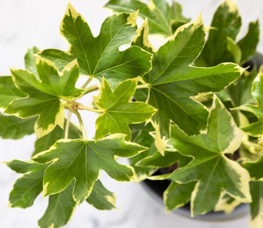 Фатсхедера — неприхотливое комнатное растение