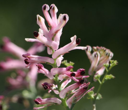 Дымянка — симпатичный однолетник для вашего сада