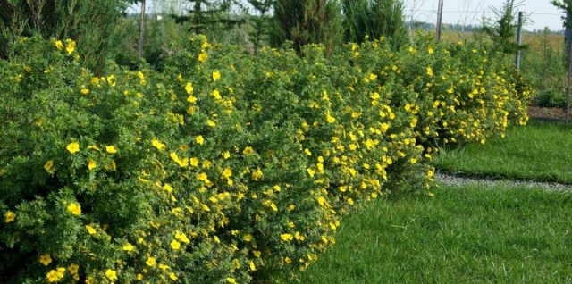 «Голдфингер» (Potentilla fruticosa 'Goldfinger') «Голдфингер» (Potentilla fruticosa 'Goldfinger')