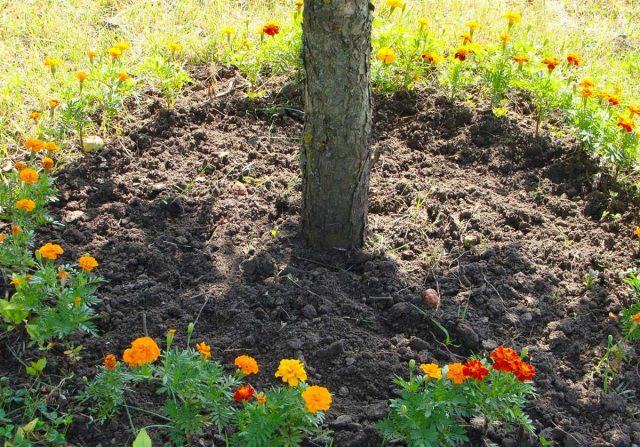 Чем больше самых разных растений будет под деревом, тем лучше. Потому что возле корней разных растений поселяются как похожие, так и специфичные микроорганизмы. Чем больше ассортимент, тем лучше для почвы