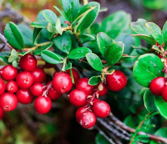 Как вырастить клюкву у себя в саду? - Цветник и ландшафт Как вырастить клюкву у себя в саду?