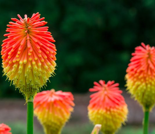 Как вырастить книпхофию и ухаживать за ней? - Цветы многолетние Как вырастить книпхофию и ухаживать за ней?