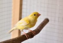 Как завести канарейку? Полезная информация для будущих хозяев