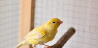 Как завести канарейку? Полезная информация для будущих хозяев