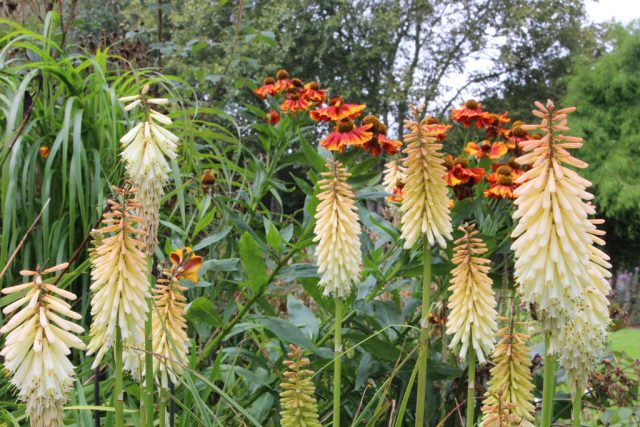 Бело-кремовые оттенки у книпхофии «Тоффи Ноузд» (Kniphofia uvaria ‘Toffee Nosed’) плавно переходят в оранжевые