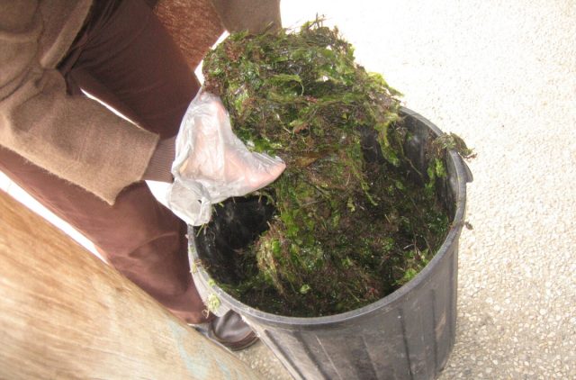Используйте морские водоросли круглый год. Свежими или высушенными, целыми или измельченными. А также в виде муки, золы и разбавленных в воде жидких удобрений