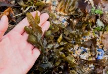 Компост и удобрения из водорослей — чем полезны и как использовать?