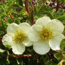 С кремовыми цветками сорт «Крем Иссима» (Potentilla fruticosa 'Cream ISSIMA') С кремовыми цветками сорт «Крем Иссима» (Potentilla fruticosa 'Cream ISSIMA')