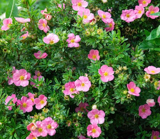 Лапчатка кустарниковая, или пятилисточник — о сортах и выращивании - Цветы многолетние Лапчатка кустарниковая, или пятилисточник — о сортах и выращивании