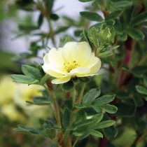 Лимонно-жёлтый сорт «Лемон Меренга» (Potentilla fruticosa 'Lemon Meringue') Лимонно-жёлтый сорт «Лемон Меренга» (Potentilla fruticosa 'Lemon Meringue')