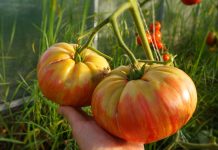 Лучшие сорта крупноплодных томатов, которые я рекомендую всем