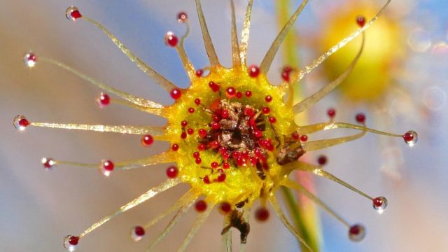Недавно обнаруженный вид росянки Drosera koikyennuruff