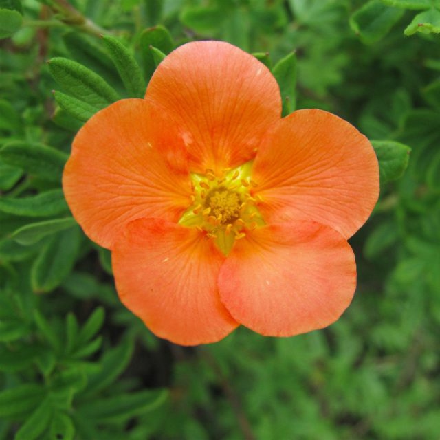 С полумахровыми оранжевыми цветками сорт «Оранж Иссима» (Potentilla fruticosa 'Orang ISSIMA') С полумахровыми оранжевыми цветками сорт «Оранж Иссима» (Potentilla fruticosa 'Orang ISSIMA')