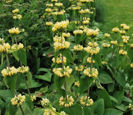 Особенности выращивания зопника — неприхотливого многолетника - Цветы многолетние Особенности выращивания зопника — неприхотливого многолетника