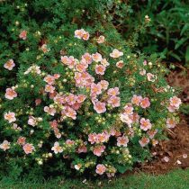 Розовый сорт «Пинк Парадайз» (Potentilla fruticosa 'Pink Paradise') Розовый сорт «Пинк Парадайз» (Potentilla fruticosa 'Pink Paradise')