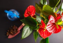 Почему не цветет антуриум?Почему не цветет антуриум?