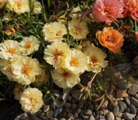 Портулак — особенности ухода и махровые сорта - Цветник и ландшафт Портулак — особенности ухода и махровые сорта