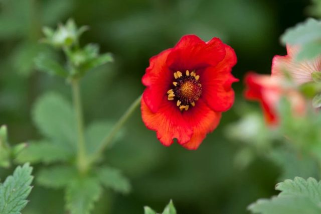 Сорт «Блейзуэй» (Potentilla atrosanguinea 'Blazeaway')