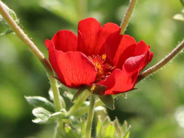 Сорт «Гибсонс Скарлет» (Potentilla atrosanguinea 'Gibson's Scarlet')