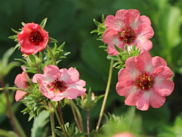 Сорт «Лайт май Файр» (Potentilla atrosanguinea 'Light My Fire')