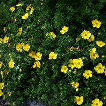Сорт «Аннет» (Potentilla fruticosa 'Annette') Сорт «Аннет» (Potentilla fruticosa 'Annette')