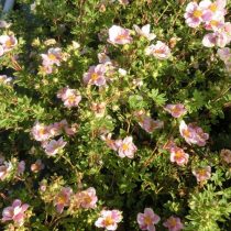 «Блинк» (Potentilla fruticosa 'Blink') «Блинк» (Potentilla fruticosa 'Blink')