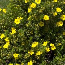«Дакота Санспот» (Potentilla fruticosa 'Dakota Sunspot') «Дакота Санспот» (Potentilla fruticosa 'Dakota Sunspot')