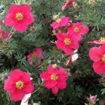 «Данни Бой» (Potentilla fruticosa 'Danny Boy') «Данни Бой» (Potentilla fruticosa 'Danny Boy')