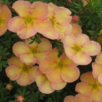 Сорт «Дейдаун» (Potentilla fruticosa 'Daydawn') Сорт «Дейдаун» (Potentilla fruticosa 'Daydawn')