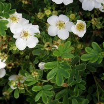 Сорт «Эспринзессин» (Potentilla fruticosa 'Eisprinzessin') Сорт «Эспринзессин» (Potentilla fruticosa 'Eisprinzessin')