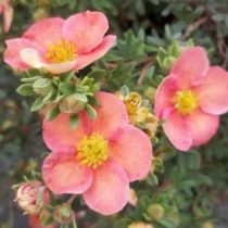 «Гламур Герл» (Potentilla fruticosa 'Glamour Girl') «Гламур Герл» (Potentilla fruticosa 'Glamour Girl')