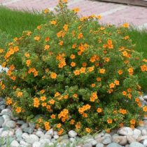 «Хоплейс оранж» (Potentilla fruticosa 'Hopley's Orange') «Хоплейс оранж» (Potentilla fruticosa 'Hopley's Orange')