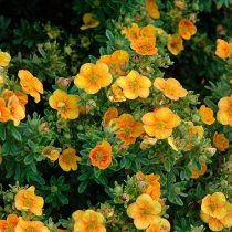 «Манго Танго» (Potentilla fruticosa 'Mango Tango') «Манго Танго» (Potentilla fruticosa 'Mango Tango')