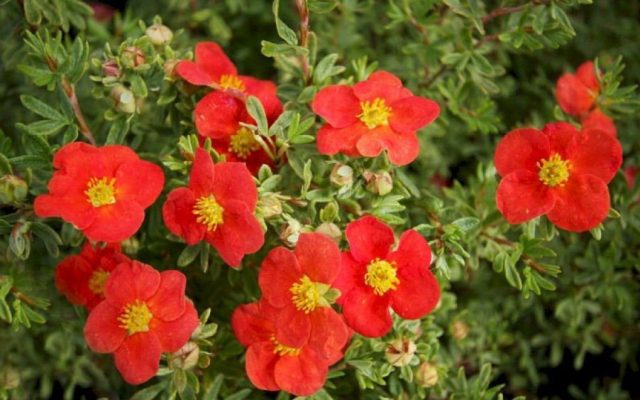 Сорт с красными цветками Мариан Ред Робин» (Potentilla fruticosa 'Marian Red Robin') Сорт с красными цветками Мариан Ред Робин» (Potentilla fruticosa 'Marian Red Robin')