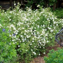 «Маккей Уайт» (PotСорт «Маккей Уайт» (Potentilla fruticosa 'McKay`s White')entilla fruticosa 'McKay`s White') «Маккей Уайт» (PotСорт «Маккей Уайт» (Potentilla fruticosa 'McKay`s White')entilla fruticosa 'McKay`s White')