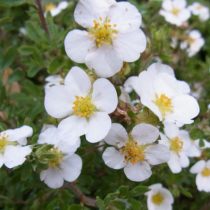 Сорт «Сноуфлейк» (Potentilla fruticosa 'Snowflake') Сорт «Сноуфлейк» (Potentilla fruticosa 'Snowflake')