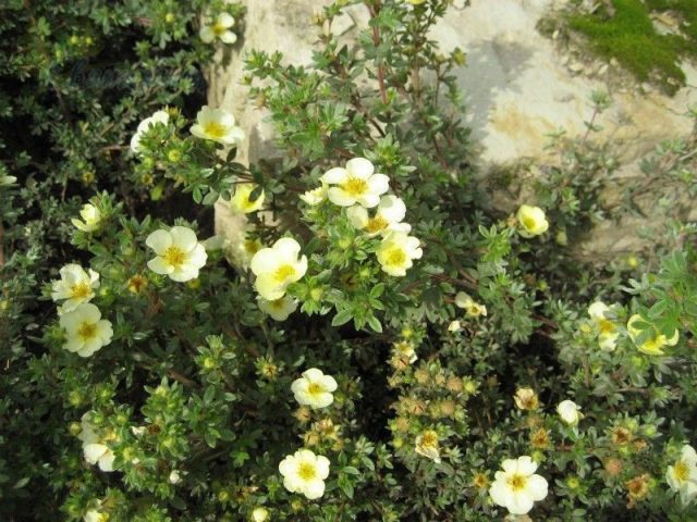 Сорт «Тилфорд Крем» (Potentilla fruticosa 'Tilford Cream') Сорт «Тилфорд Крем» (Potentilla fruticosa 'Tilford Cream')