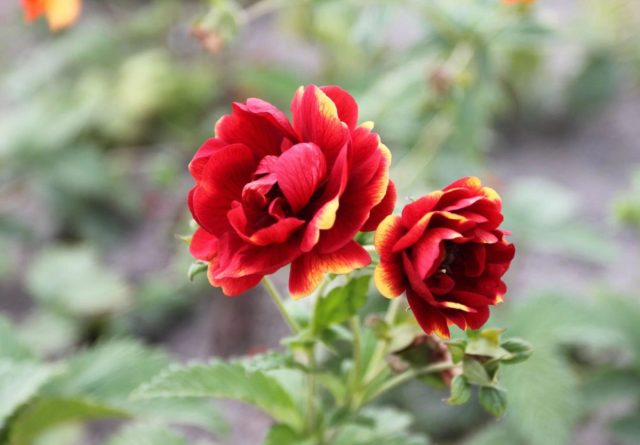Сорт «Радуга» (Potentilla nepalensis 'Arc-en-Ciel') 45 см в высоту, цветки махровые, ярко-красные с неравномерно жёлтыми краями лепестков