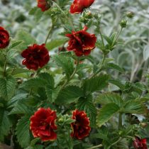 Сорт «Эмили» (Potentilla nepalensis 'Emilie')